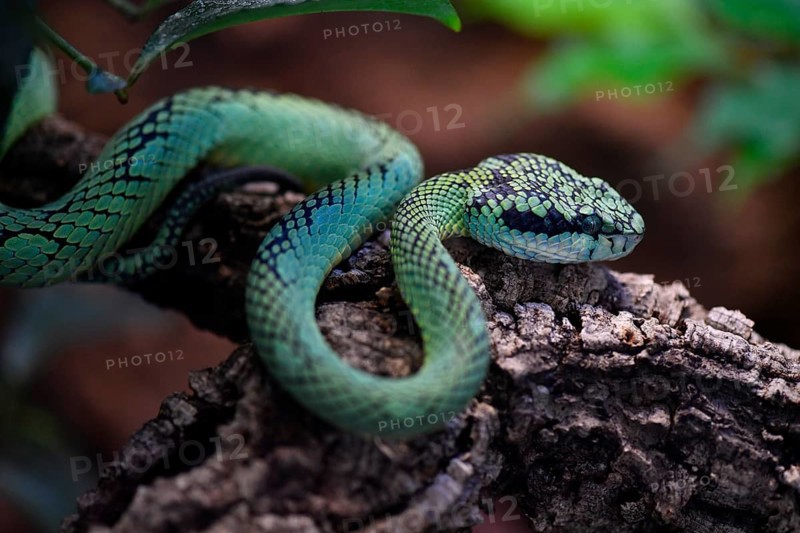 Sri Lankan green pit viper