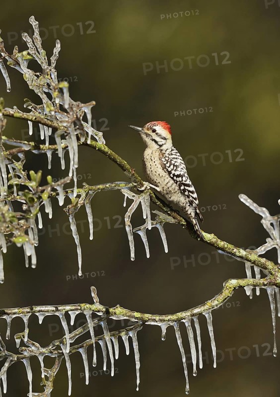 Ladder-backed Woodpecker
