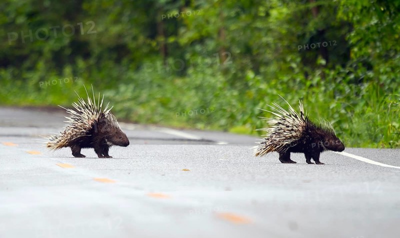 Old world porcupines crossing road