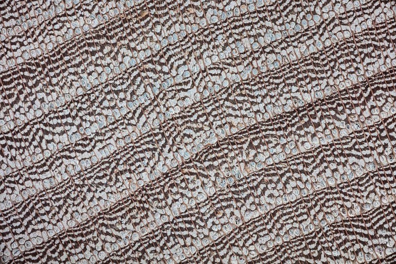 Photomicrograph