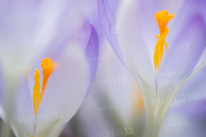 Woodland crocus