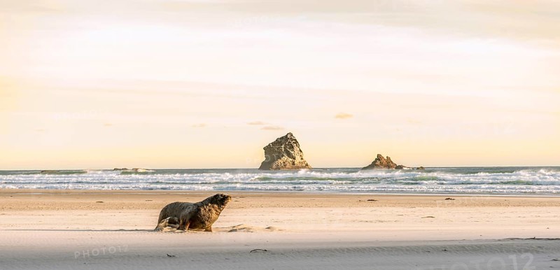 New Zealand sea lion
