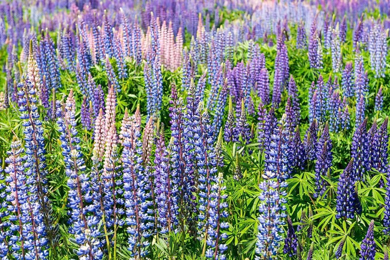 Purple flowering Large-leaved lupines