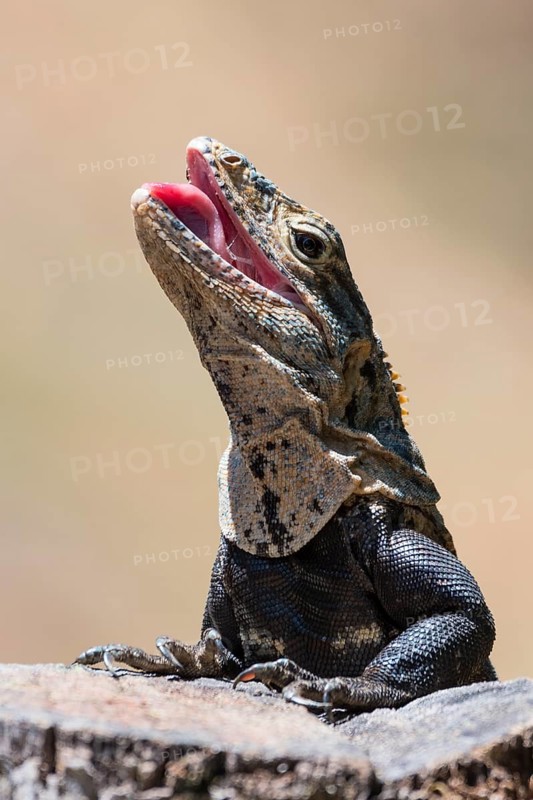 Close-up of black spiny-tailed iguana