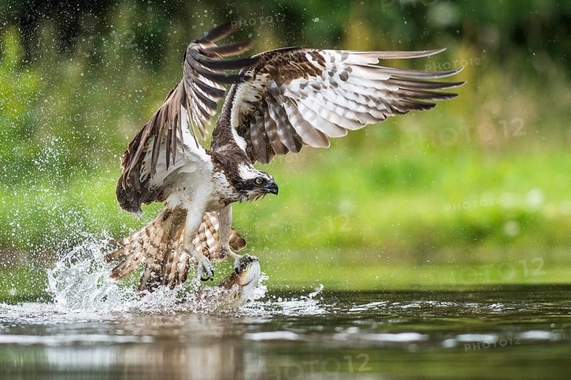 Fish eagle