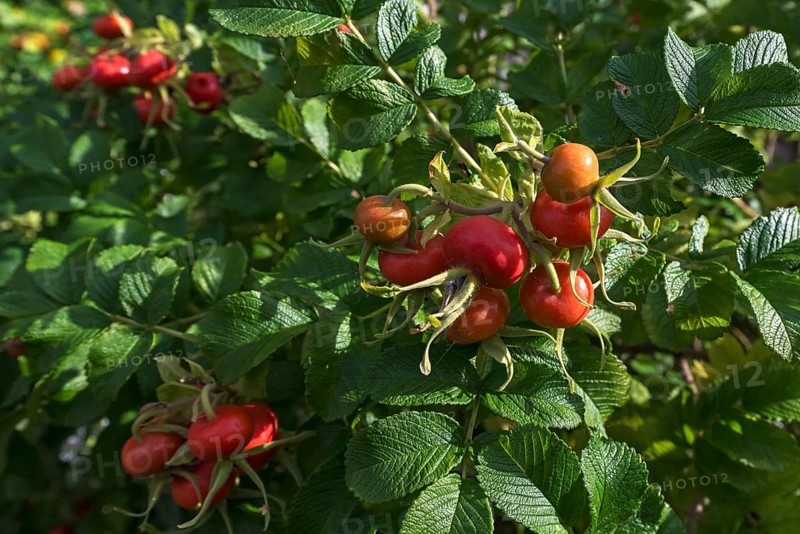 Rosehips of the Rugosa rose
