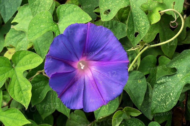 Blue flowering Field bindweed