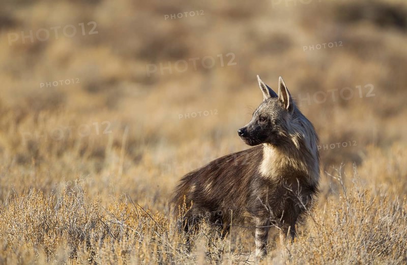 Brown hyena