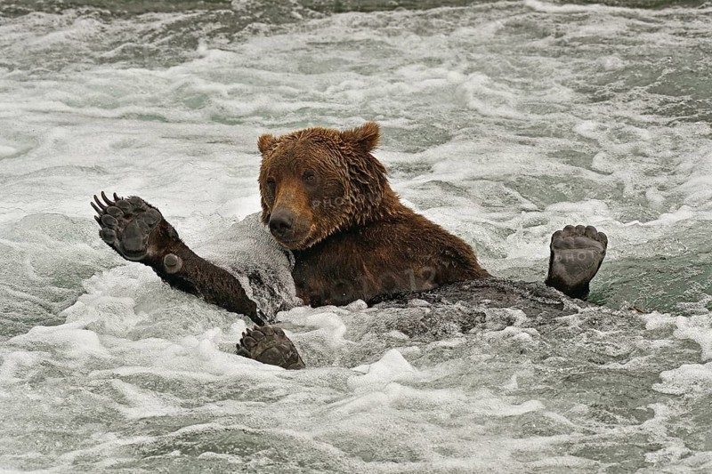 Grizzly bear