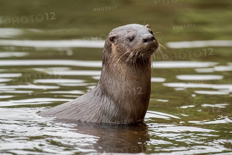 Neotropical otter