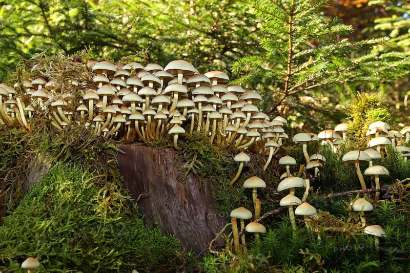 Sheathed woodtuft