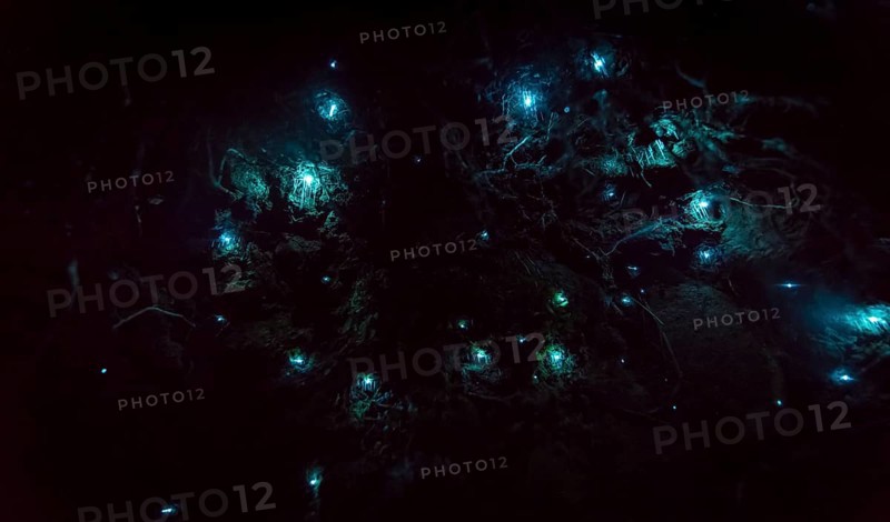 Bioluminescence