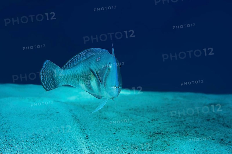 Pearly Razorfish