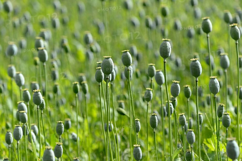 Opium poppy
