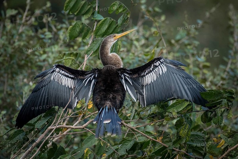 Anhinga or Water Turkey