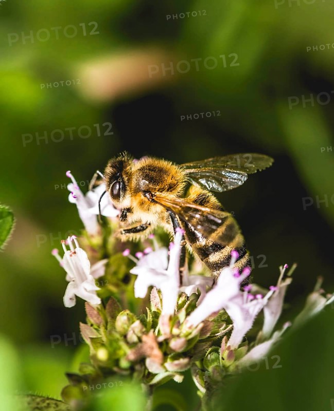 European honeybee