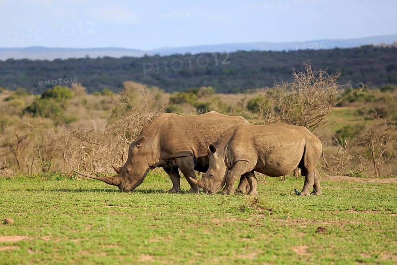White rhinoceroses