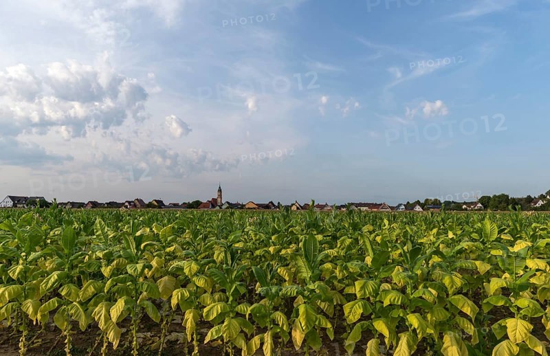 Tobacco plant cultivation
