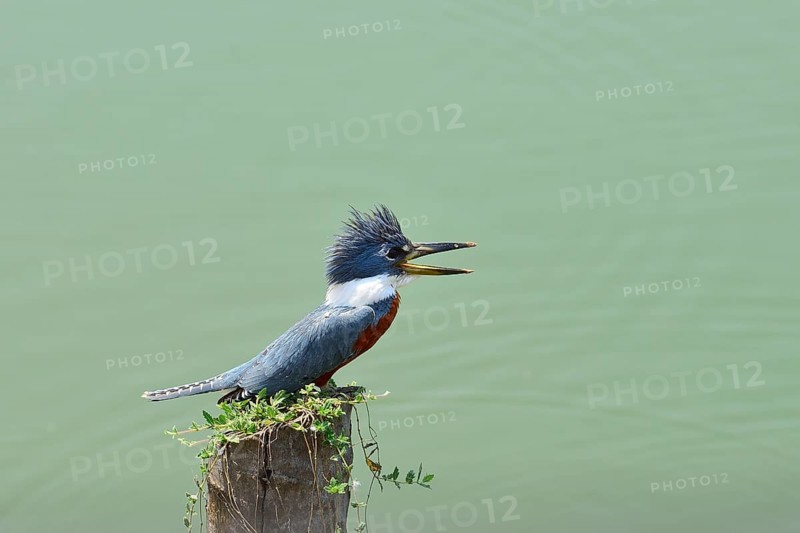Ringed kingfisher