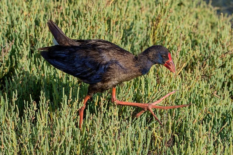 Purple Grouse