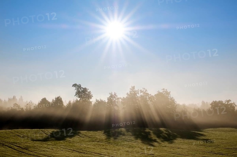 Sunbeams shine through trees in the morning mist