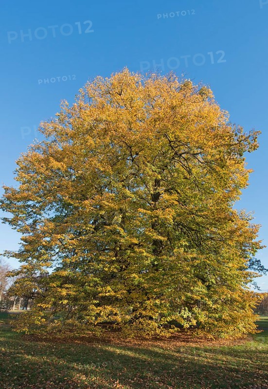 Old Small-leaved Lime