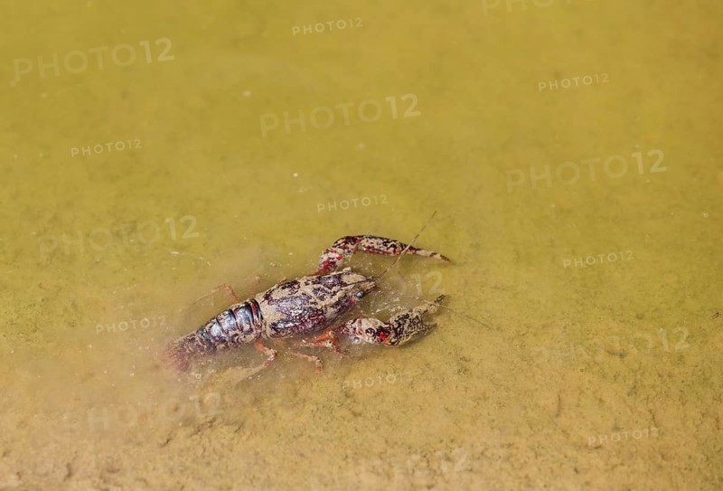 Red Swamp Crayfish