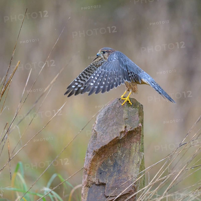 Merlin