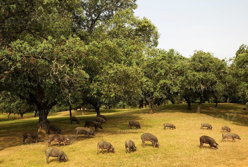Grazing black Iberian pigs under holm oaks