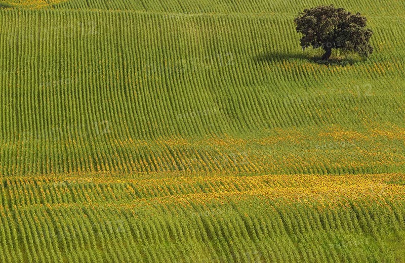Sunflowers