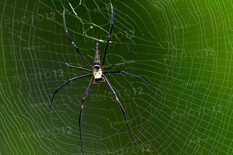 Northern golden orb weaver