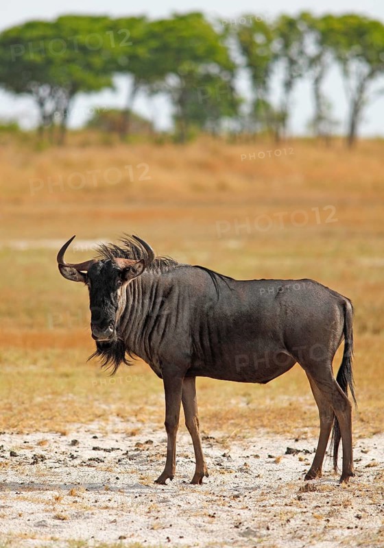 Widebeest