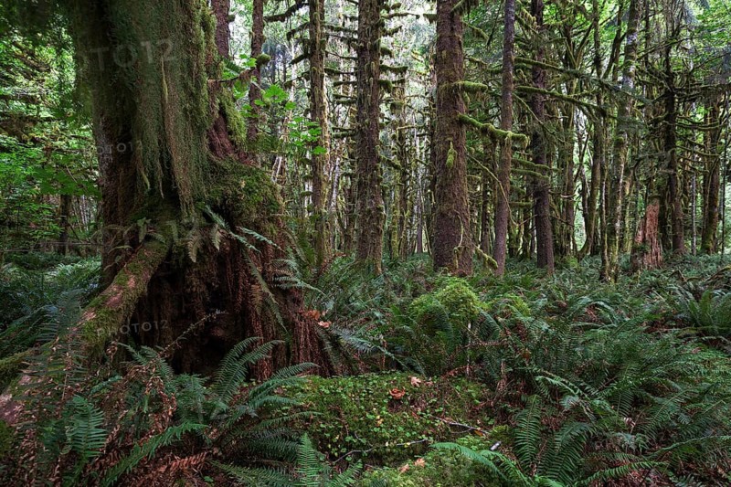 Vegetation with ferns on Kestner Homestead Trail