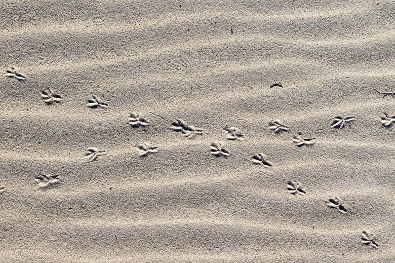 Crossed over animal tracks in the sand