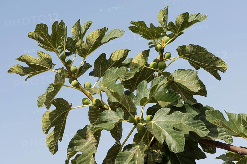 Common fig
