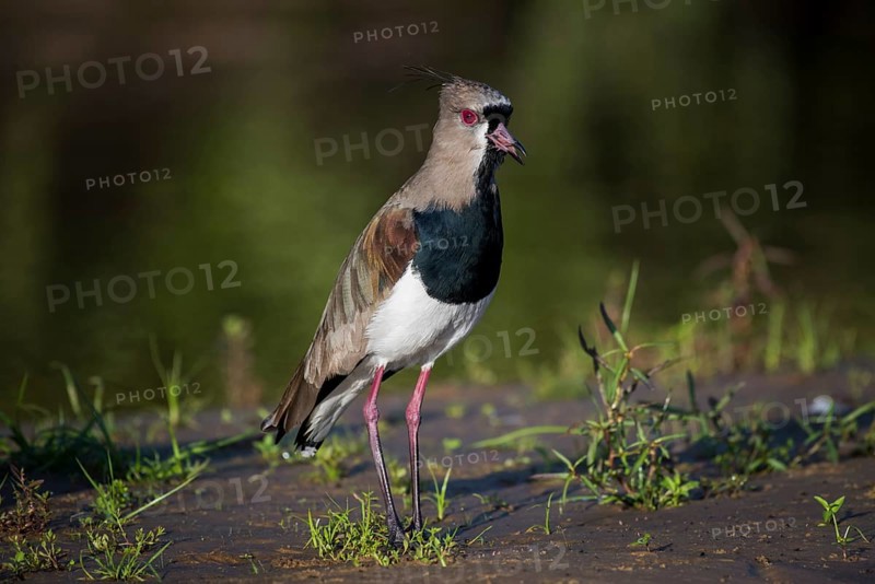 Southern lapwing