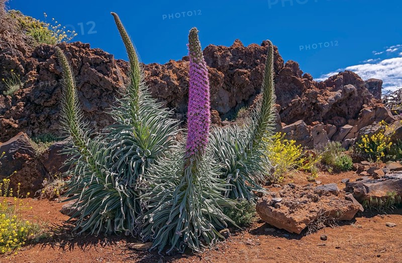 Echium wildpretii