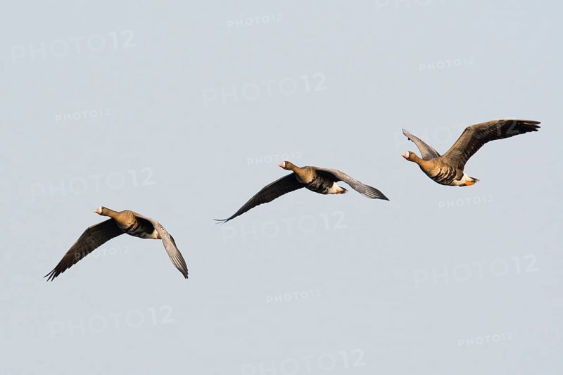 Greater white-fronted geese