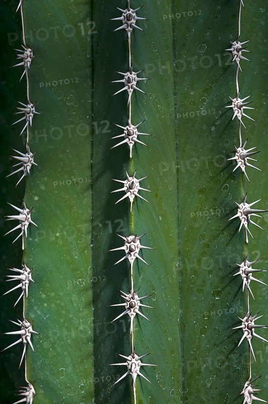 Hairbrush cactus