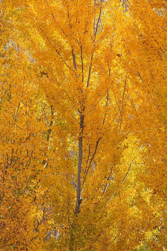 Yellow aspens