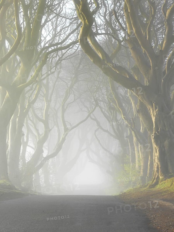 Beech avenue