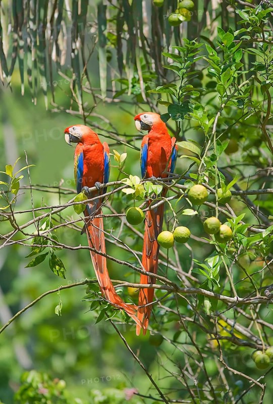 Scarlet Macaws