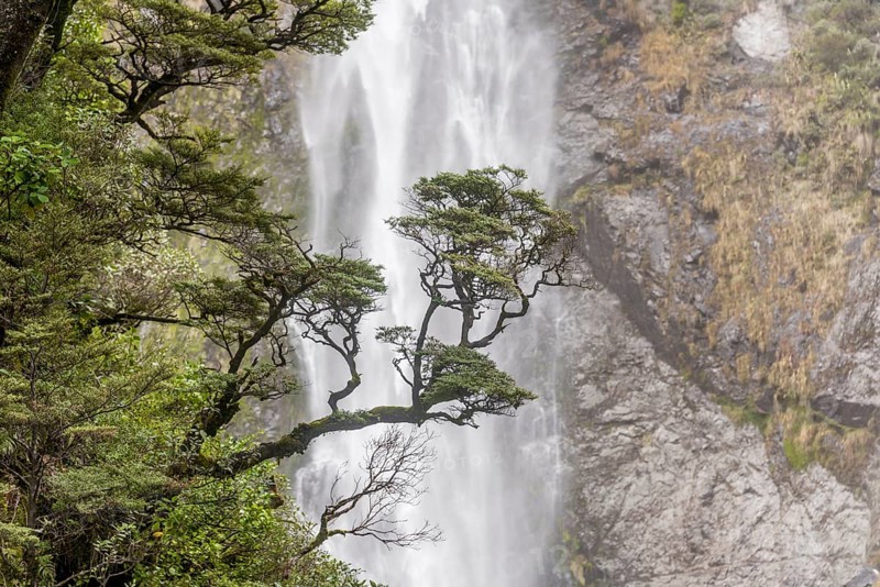 Branch of a tree in front of waterfall