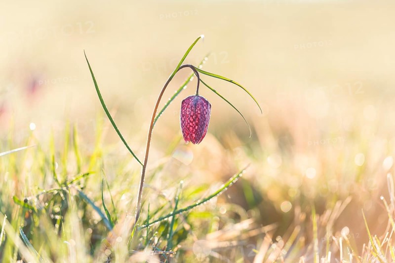 Snake's Head Fritillary