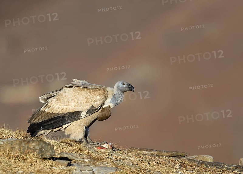 Cape Vulture