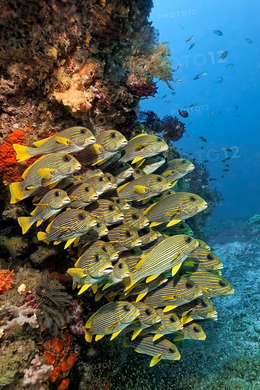 School of Ribboned sweetlips
