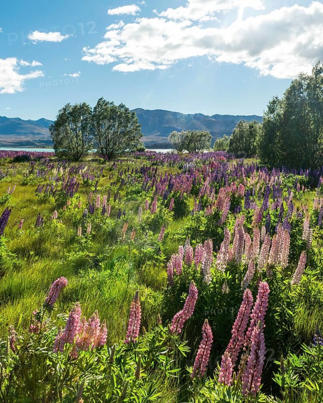 Purple large-leaved lupins