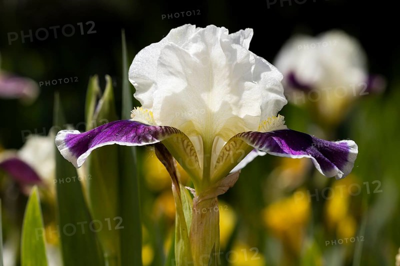 Iris
