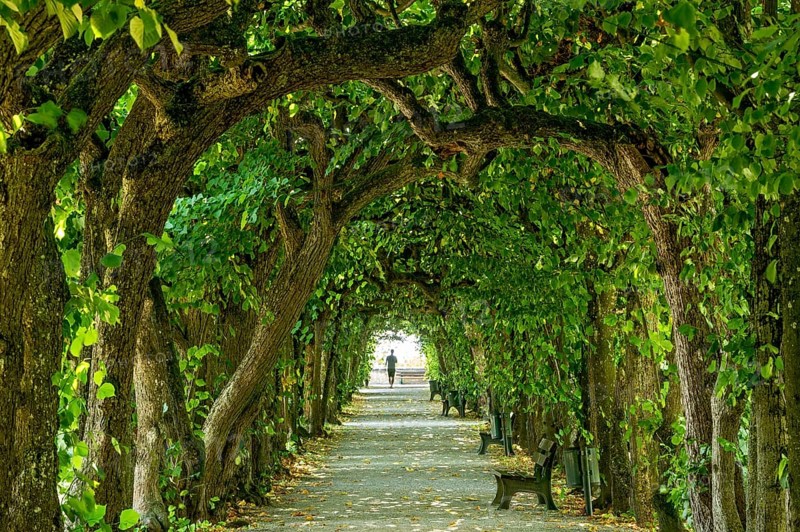 Lime tree arcade
