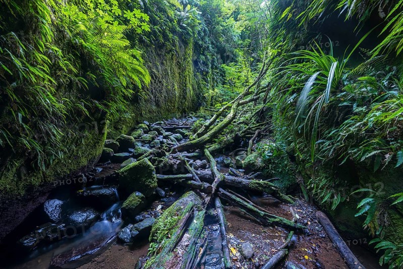 Gorge overgrown with ferns and moss